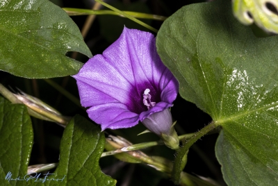 Purple Blindweed May 2025